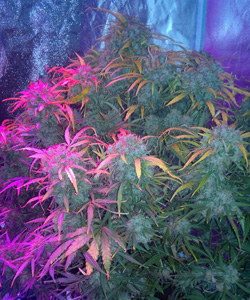 Autoflower Cannabis Plant Binnen Autoflower Cannabis Plant Binnen