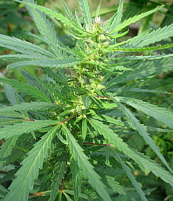 Cannabis Ruderalis Cannabis Ruderalis