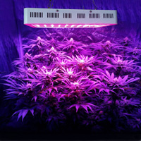 Licht Binnen kweek Cannabis Plant Licht Binnen kweek Cannabis Plant