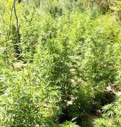 Buiten Guerrilla Autoflower Cannabis Buiten Guerrilla Autoflower Cannabis