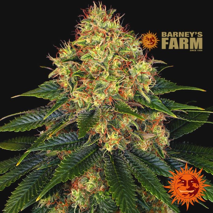 Skywalker OG Auto (Barney's Farm) main product photo