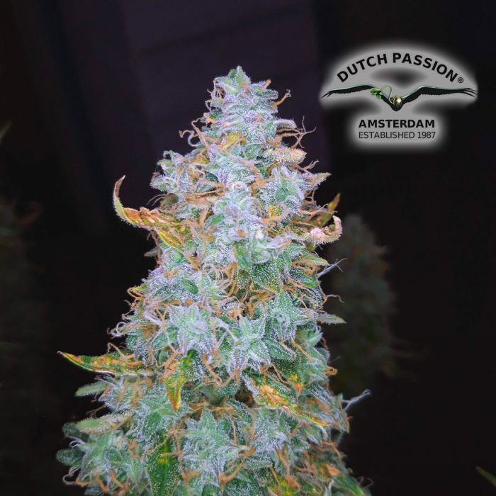 Auto Night Queen (Dutch Passion) 3 zaden main product photo