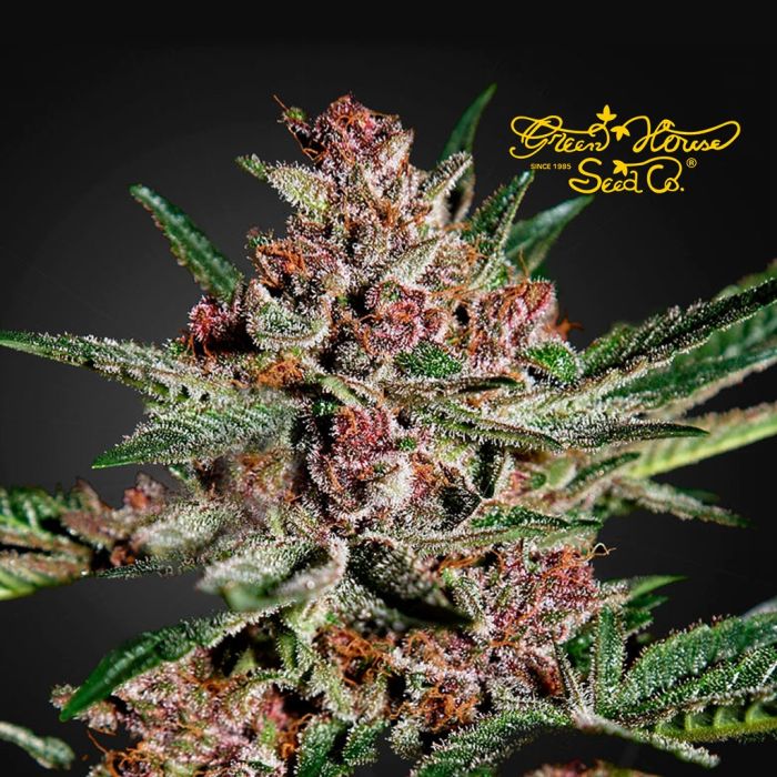 Bubba Kush (Greenhouse Seeds) 3 zaden main product photo