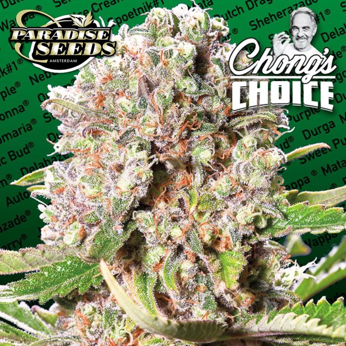 Mendocino Skunk (Paradise Seeds) 3 zaden main product photo