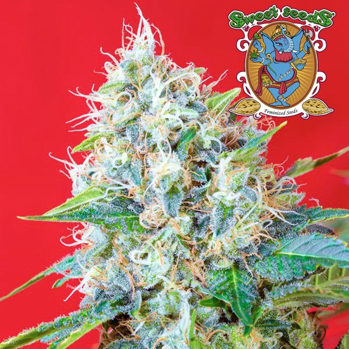 Green Poison (Sweet Seeds) main product photo