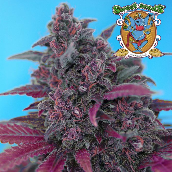 Dark Devil Auto (Sweet Seeds) main product photo