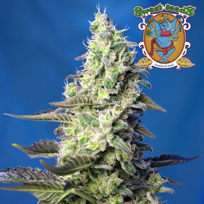 Green Poison XL Auto (Sweet Seeds) main product photo