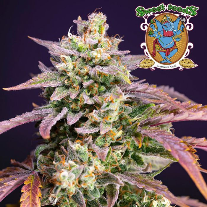 Purple Punch OG XL Auto (Sweet Seeds) main product photo
