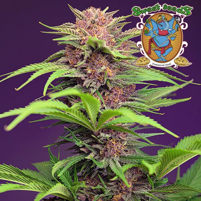 Red Mimosa XL Auto (Sweet Seeds) main product photo