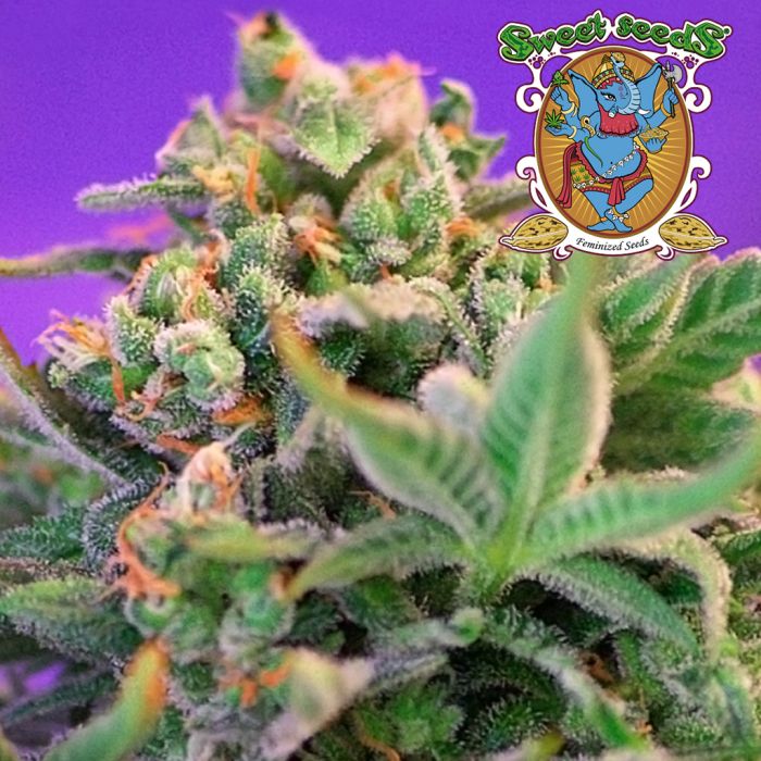Sweet Cheese F1 Fast Version (Sweet Seeds) main product photo