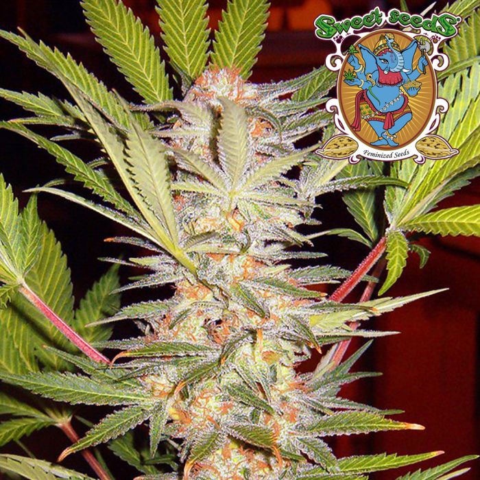 S.A.D. Sweet Afgani Delicious F1 Fast Version (Sweet Seeds) main product photo