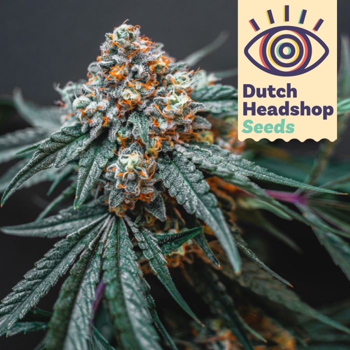 Auto Rainbow Sherbet (Huismerk) main product photo
