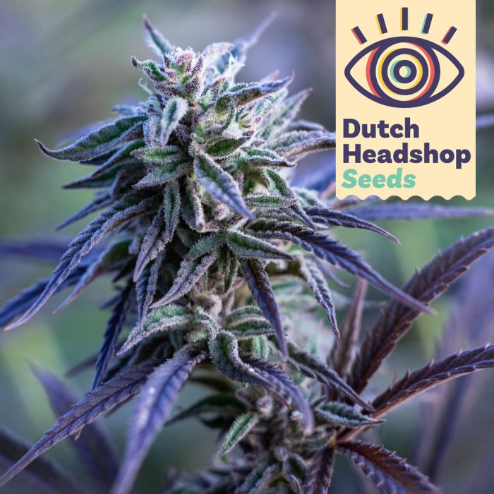 CBD Purple Grapefruit (Huismerk) main product photo