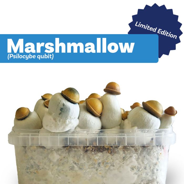 Paddo Kweekset Marshmallow (Ready-to-Grow Growkit) - 1200 cc main product photo