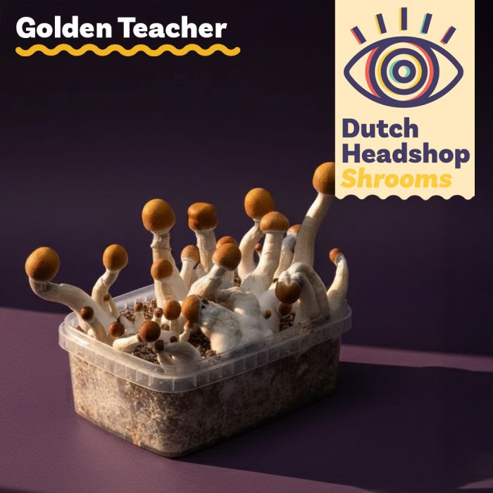 Paddo Kweekset Golden Teacher (Huismerk) main product photo