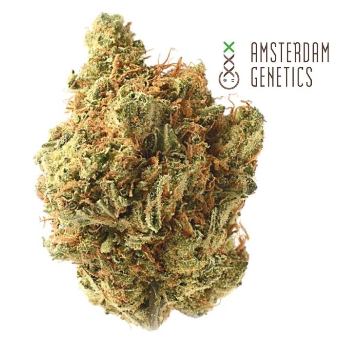 Amnesia Haze (Amsterdam Genetics) main product photo