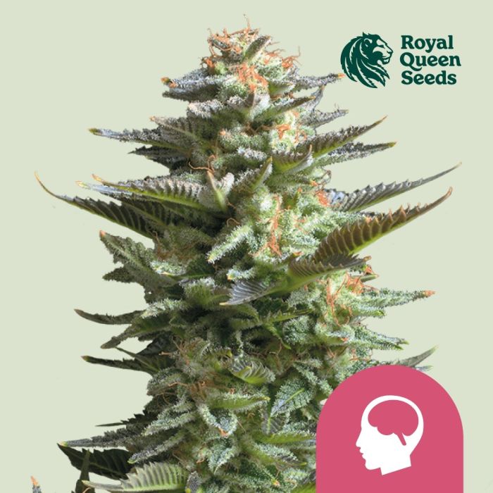 Amnesia Haze (Royal Queen Seeds) 5 zaden main product photo