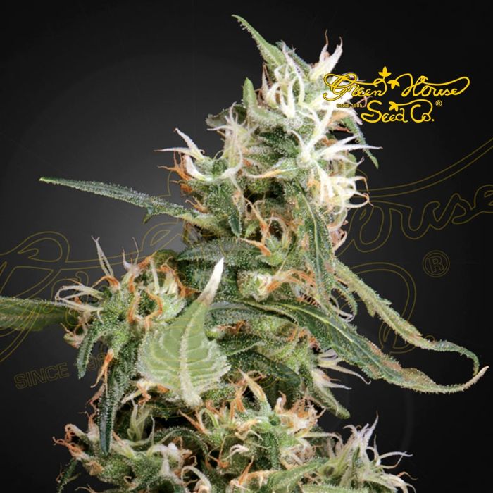 Arjan's Ultra Haze 1 (Greenhouse Seeds) main product photo