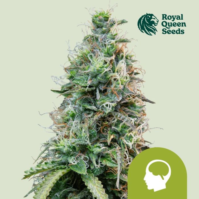 Amnesia Haze Automatic (Royal Queen Seeds) 5 zaden main product photo