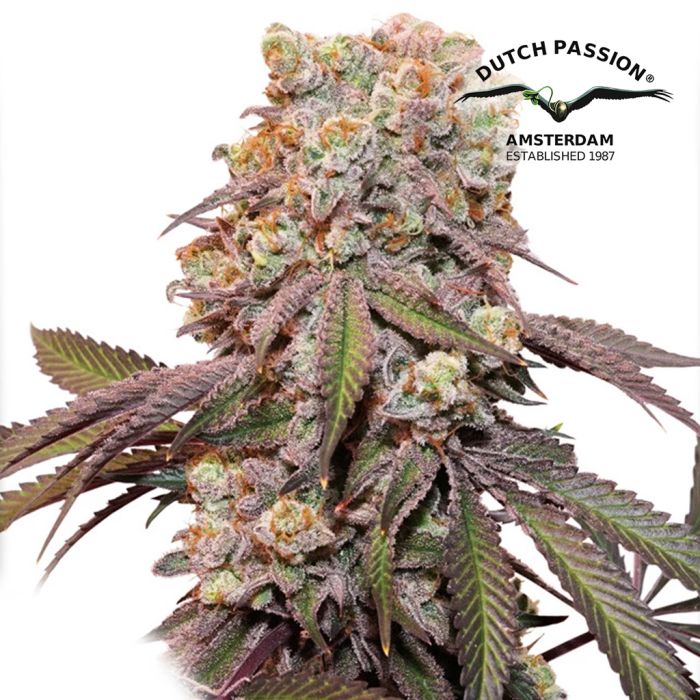 Auto Candy Bubatz XL (Dutch Passion) 3 Zaadjes main product photo