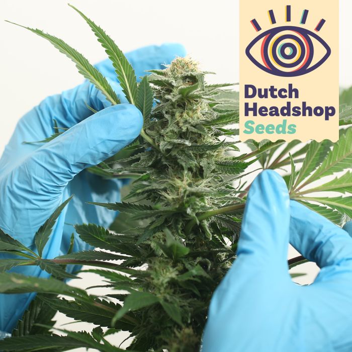 Auto CBD Medical Mix (Huismerk) main product photo