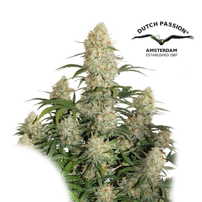 Auto Critical Orange Punch (Dutch Passion) main product photo