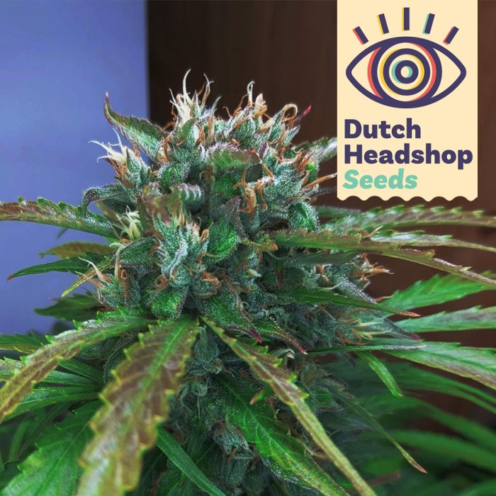 Auto Dutch Orange Bud (Huismerk) main product photo