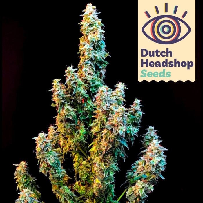 Auto Green Crack (Huismerk) main product photo