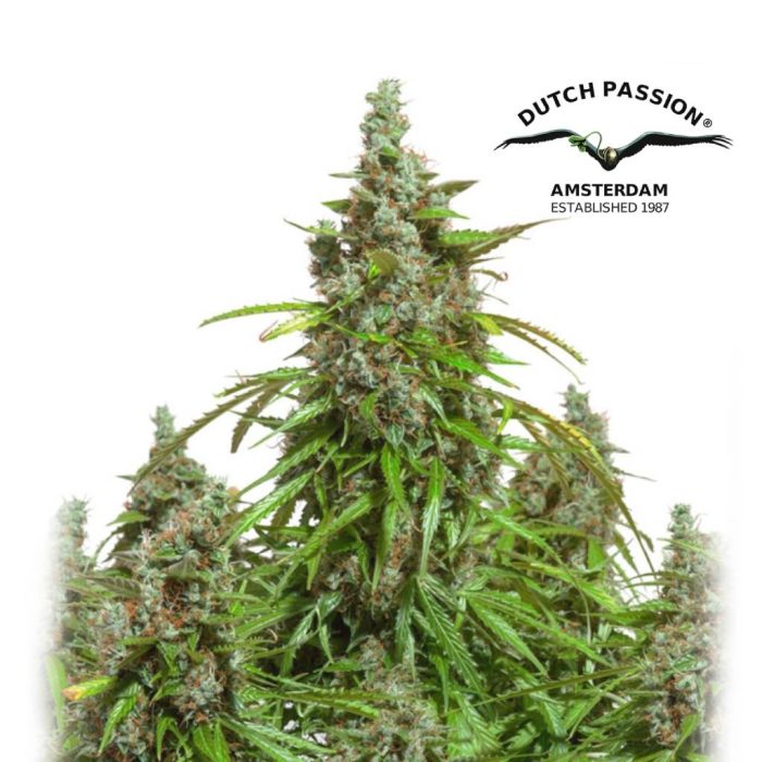 Auto Mazar (Dutch Passion) 3 zaden main product photo