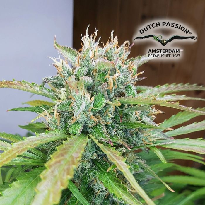 Auto Orange Bud (Dutch Passion) 3 zaden main product photo