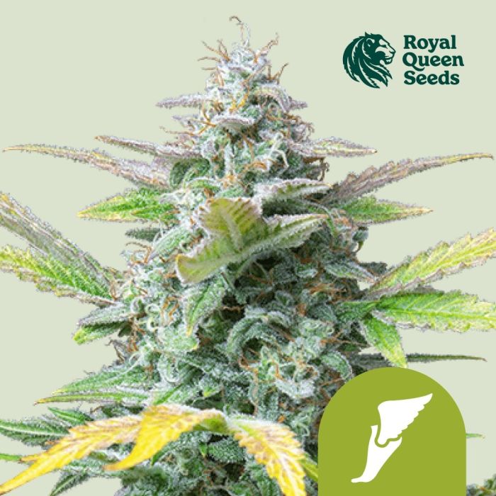 Quick One Autoflower (Royal Queen Seeds) 5 zaden main product photo