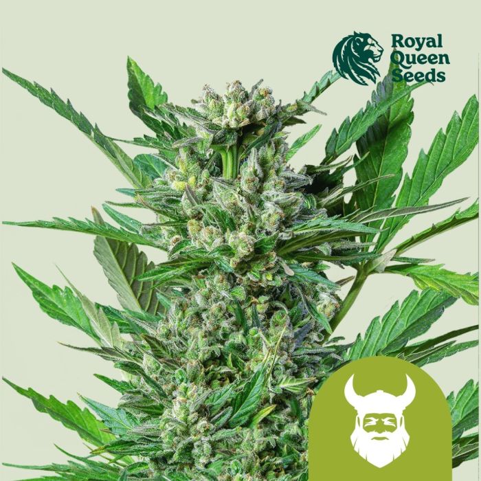 Royal Dwarf Autoflower (Royal Queen Seeds) 5 zaden main product photo