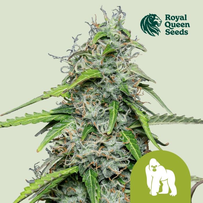 Royal Gorilla Automatic (Royal Queen Seeds) 3 zaden main product photo