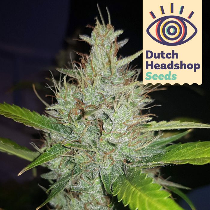Auto Skywalker (Huismerk) main product photo