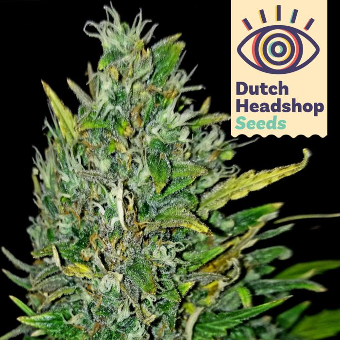 Auto Bruce Banner (Huismerk) main product photo
