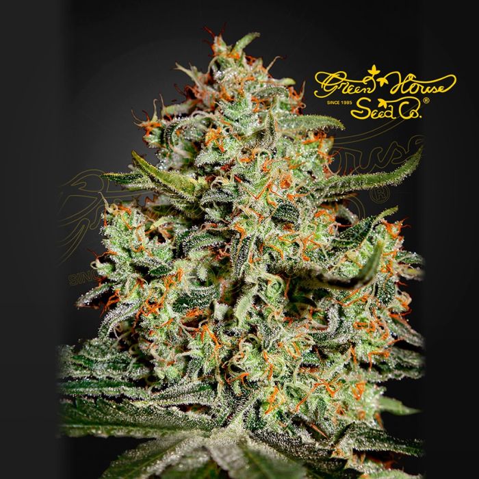 Big Bang (Greenhouse Seeds) 5 zaden main product photo