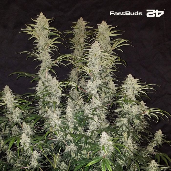 Blue Dream Auto (Fast Buds) main product photo