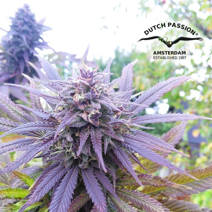 Blueberry (Dutch Passion) 3 zaden main product photo