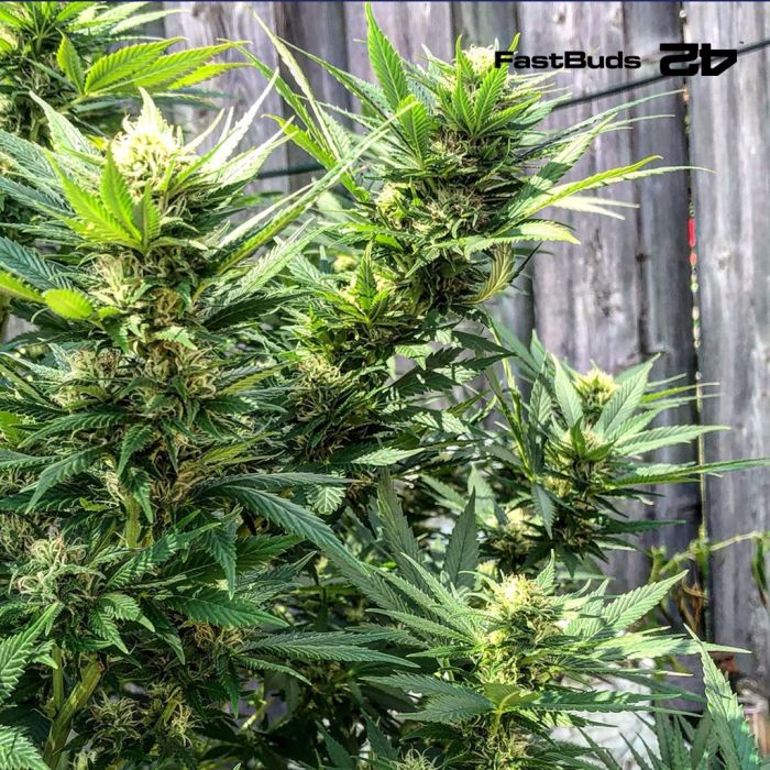 CBD Auto 1:1 (Fast Buds) main product photo