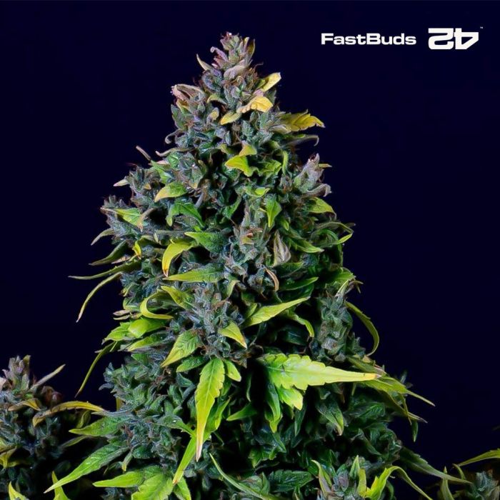 CBD Auto 20:1 (Fast Buds) main product photo