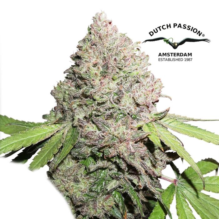 CBD Charlotte's Angel (Dutch Passion) main product photo