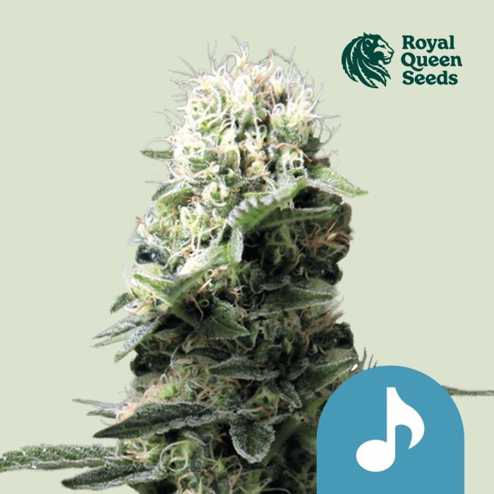 Dance World (Royal Queen Seeds) main product photo