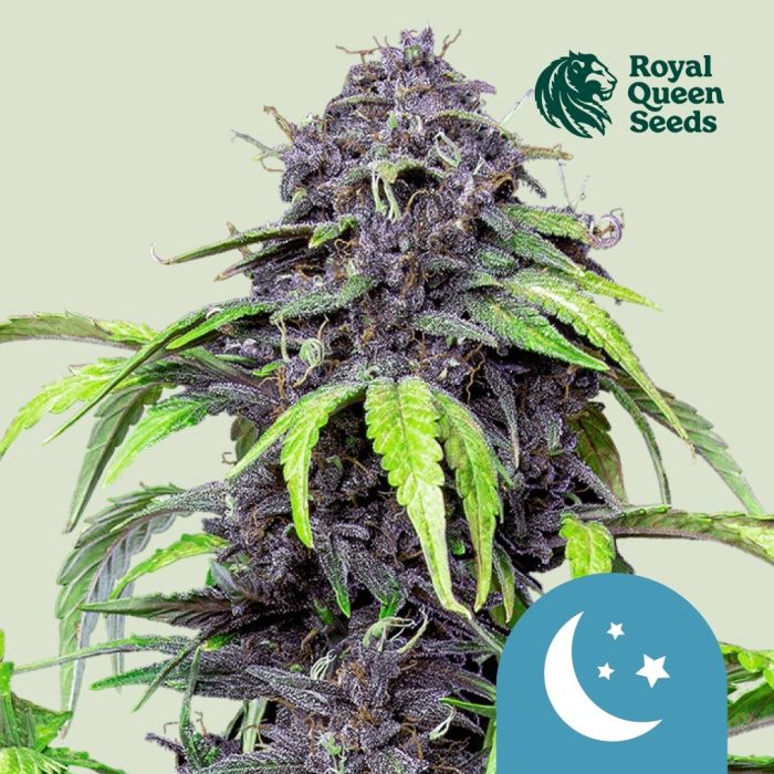Purplematic CBD Autoflower (Royal Queen Seeds) main product photo