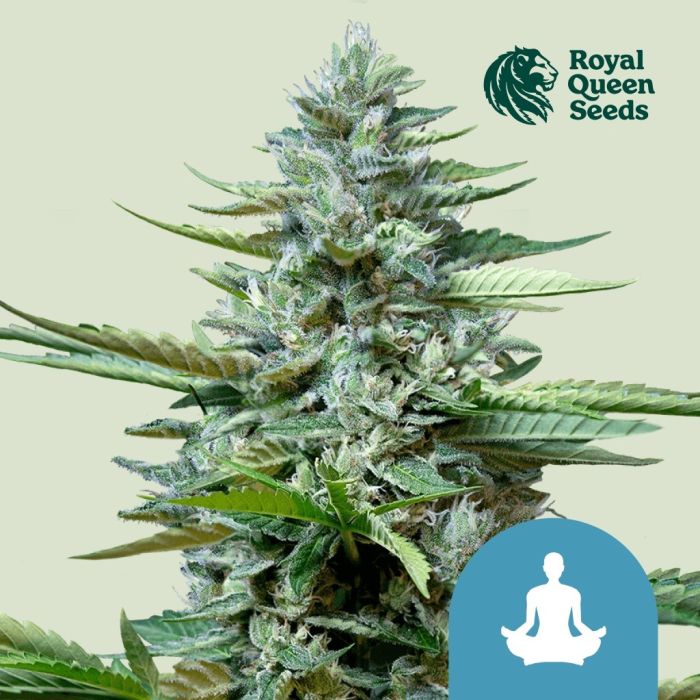 Stress Killer Automatic CBD (Royal Queen Seeds) 5 zaden main product photo