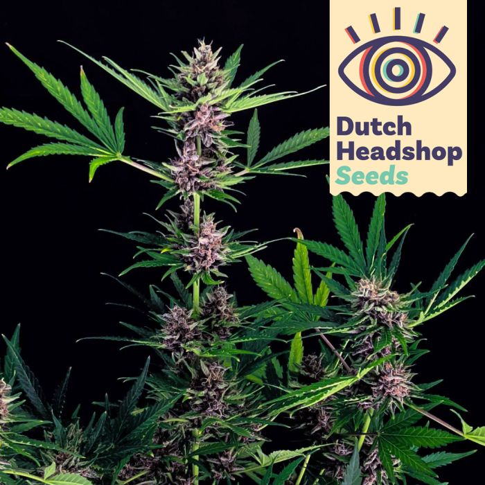 Auto Amnesia Haze (Huismerk) main product photo