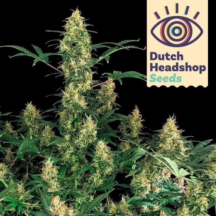 Auto Blue Dream (Huismerk) main product photo