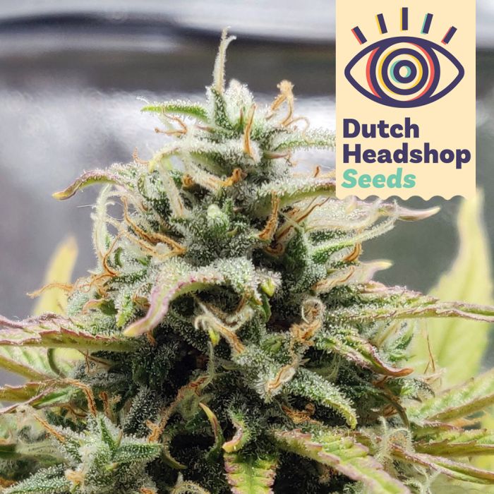 Auto CBD White Widow (Huismerk) main product photo