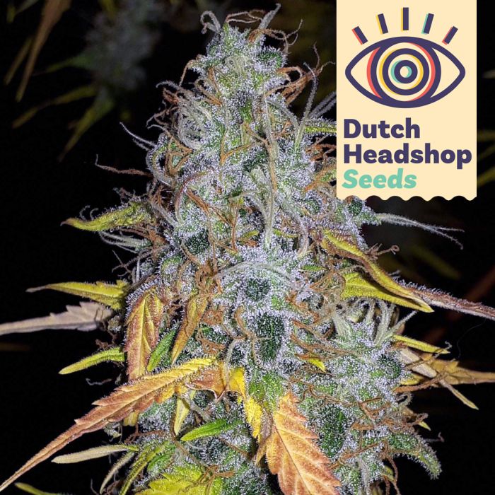 Auto Chemdawg (Huismerk) main product photo