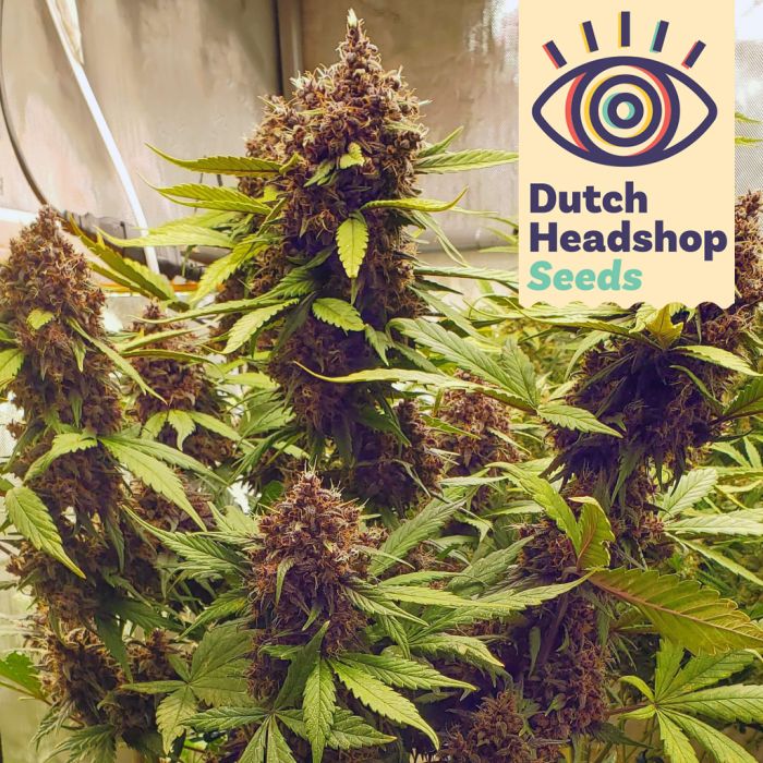 Auto LSD (Huismerk) main product photo