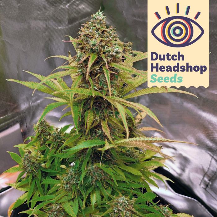Auto OG Kush (Huismerk) main product photo